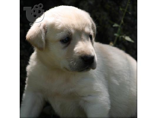 PoulaTo: Retriever του Λαμπραντόρ Κόλι